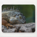 Search for lizards the electronics Animal