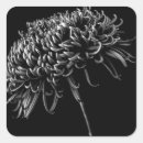 Search for chrysanthemum stickers Nature