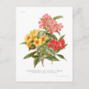 Search for multi colored postcards Flora