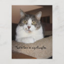 Search for funny image postcards Cat