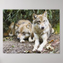 Search for wolf posters Wildlife
