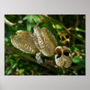 Search for dried flowers posters Blossom