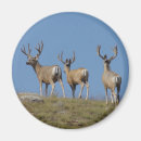 Search for deer buck magnets Outdoors