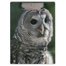 Search for strix Animal