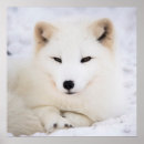 Search for snow white posters Cute fox