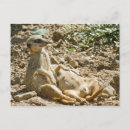 Search for suricates postcards Suricata suricatta