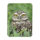 Search for burrowing magnets Wildlife