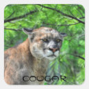 Search for puma the animal stickers Wildlife