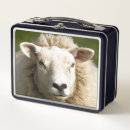 Search for sheep lunch boxes Ewes