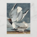 Search for vintage bird paintings postcards Birds of america