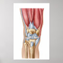Search for anatomy joint posters Digitally generated image