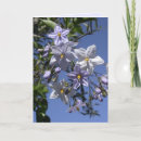 Search for vine cards Flowers