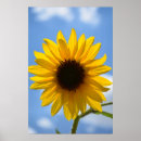 Search for sky blue posters Flower