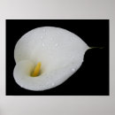 Search for arums posters Lilies