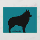 Search for spitz dog postcards Pets