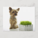Search for yard postcards Green