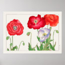Search for red flower posters Poppies