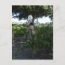 Search for wineries postcards Vineyard