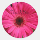 Search for pink gerbera daisy stickers Nature