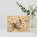 Search for cute squirrel pictures postcards Nature