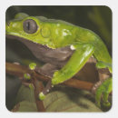 Search for bicolor stickers Giant leaf frog