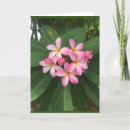 Search for to a special aunt birthday cards Friend