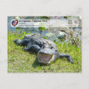 Search for everglade state postcards Everglades national park