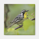 Search for males magnets North america