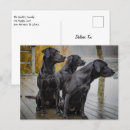 Search for sporting dog postcards Labrador