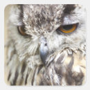 Search for eagle eyes stickers Wildlife