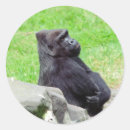 Search for gorillas stickers Primate