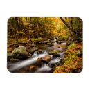 Search for jefferson rectangular magnets Forest