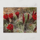 Search for desert flowers postcards Cacti