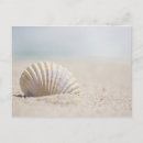 Search for seashell photography postcards Beach