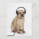 Search for bizarre postcards Animals