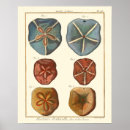 Search for gems posters Shell