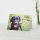 Search for labrador birthday cards Cute