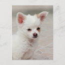Search for chihuahua puppies postcards White