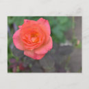 Search for coral postcards Rose