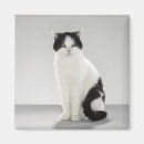 Search for white cat magnets Black