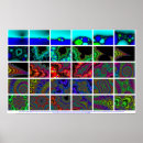 Search for fractal posters Mandelbrot