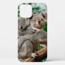 Search for koala cases Marsupial