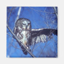 Search for winking magnets Owl