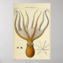 Search for vintage octopus posters Kraken