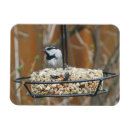 Search for feeders magnets Birds