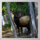 Search for deer hunting art Moose