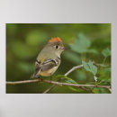 Search for backyard birds posters Songbird