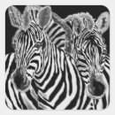 Search for black and white zebra stickers Striped