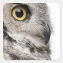Search for horned owl stickers Wildlife