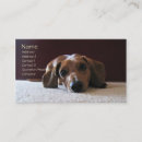 Search for dachshund photography Animals